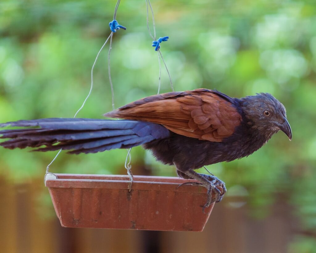 The greater coucal or crow pheasant (Centropus sinensis), is a large non-parasitic member of the cuckoo order of birds, the Cuculiformes. A widespread resident in the Indian Subcontinent and Southeast Asia, it is divided into several subspecies, some being treated as full species. They are large, crow-like with a long tail and coppery brown wings and found in a wide range of habitats from jungle to cultivation and urban gardens. They are weak fliers, and are often seen clambering about in vegetation or walking on the ground as they forage for insects, eggs and nestlings of other birds.