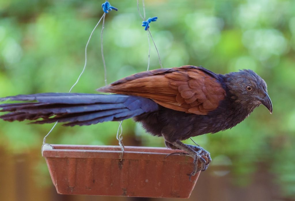 The greater coucal or crow pheasant (Centropus sinensis), is a large non-parasitic member of the cuckoo order of birds, the Cuculiformes. A widespread resident in the Indian Subcontinent and Southeast Asia, it is divided into several subspecies, some being treated as full species. They are large, crow-like with a long tail and coppery brown wings and found in a wide range of habitats from jungle to cultivation and urban gardens. They are weak fliers, and are often seen clambering about in vegetation or walking on the ground as they forage for insects, eggs and nestlings of other birds.